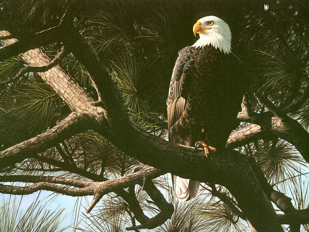 Majesty in the Pines2 copia